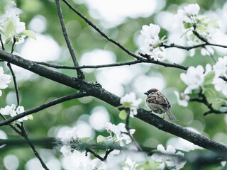乒乓球正手平击发球的要点是什么？