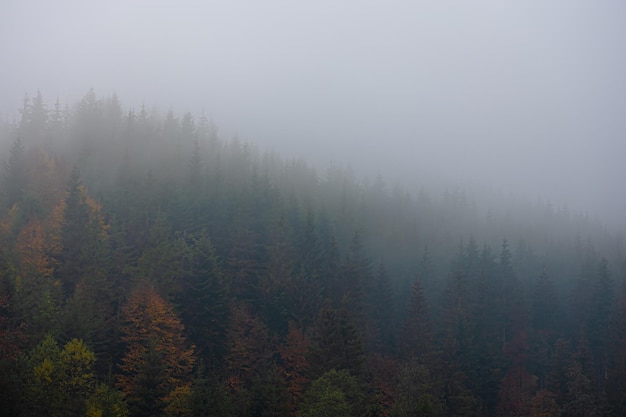 乒乓球正手平击发球的要点是什么？